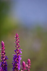 close-up of blue and purple sage blossoms with blurry background