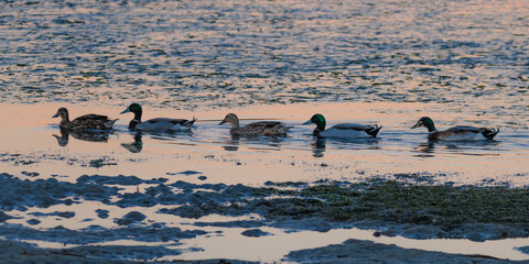 Mallard ducks in the sunset light