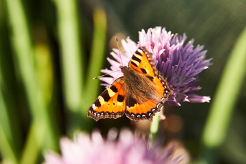 Colorful butterfly wings, close-up