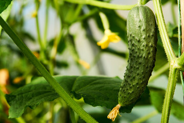 Cucumber plant greenhouse, close-up