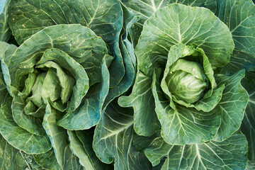 Obraz premium Green cabbage leaves background, close-up