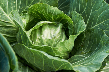 Fototapeta na wymiar Green cabbage leaves background, close-up