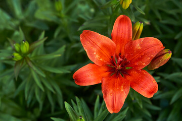 Fototapeta premium Orange Lily flowers background, close-up