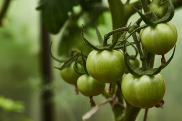 Green tomato plant greenhouse, close-up
