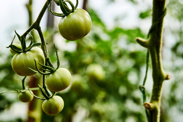 Green tomato plant greenhouse, close-up