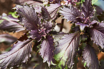 Purple basil leaves, close-up