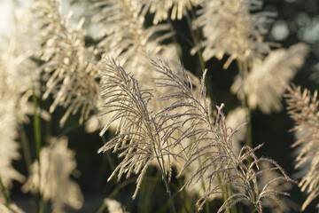 Flower grasses while wind blow with sunset sky in the evening.