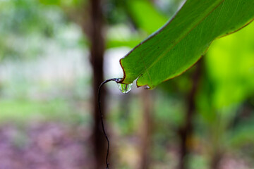 water drops on banana leaf