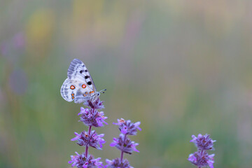 Female Apollo Butterfly, Parnassius apollo
