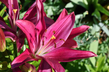 Lily Garden (Latin. Lilium) – genus of plants of the Lilein family (Liliaceae)