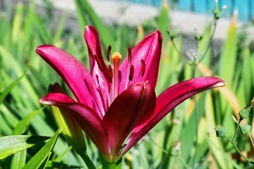 Lily Garden (Latin. Lilium) – genus of plants of the Lilein family (Liliaceae)