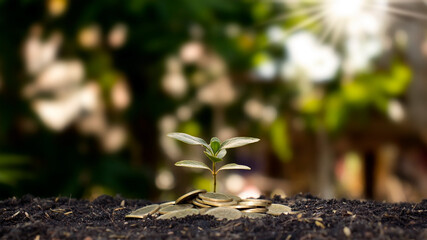 stack of coins with the tree on top for business growth and savings economy ideas