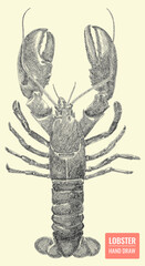  Hand draw engrave Lobster isolated