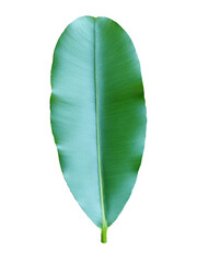 Fototapeta premium Green leaf on white background with clipping path.