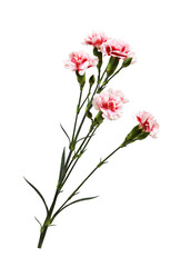 Twig of red and white carnation flowers with green buds and leaves isolated