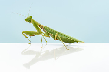 Awesome view of a green mantis on blue background