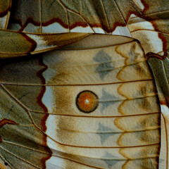 Red dot on brown background part of the Cambodian Junglequeen butterfly's wing texture