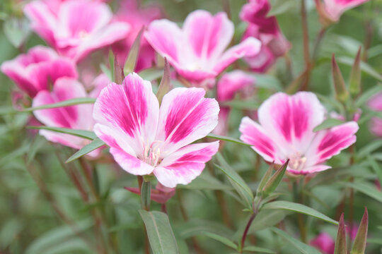 Blooming flowers of the clarkia plant.