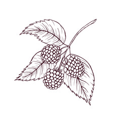  Blackberries sketch, berries, leaves, healthy diet illustration, summer forest berry line art, woodland berries