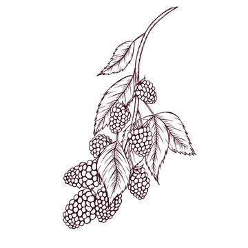  Blackberries sketch, berries, leaves, healthy diet illustration, summer forest berry line art, woodland berry, wild botanica