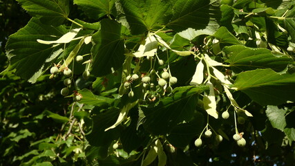 Ripening tree seeds in the morning light