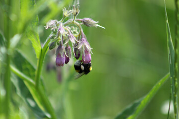 Common comfrey in bloom closeup view with green selective focus background