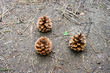 High resolution photo of three pine cones