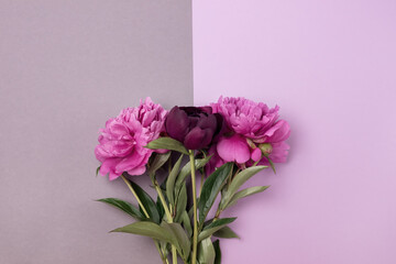 Bouquet of Pink and Rose Peonies on double Gray and Pink Background Fashionable minimal concept of spring or summer flowers Top View