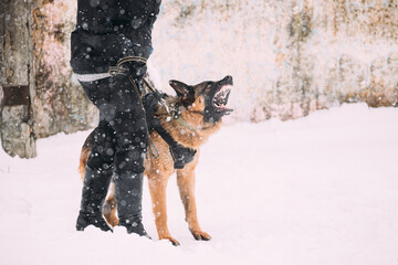 Training Of Purebred German Shepherd Young Dog Or Alsatian Wolf Dog. Attack And Defence. Winter...