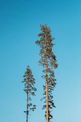 Tall pine trees against a blue sky