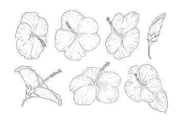 ハイビスカスの線画イラストセット