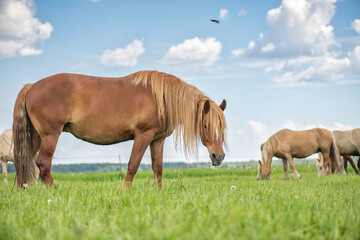 The Belarusian draft horse is grazing in the meadow.