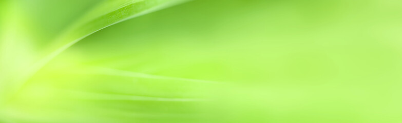 Nature view of green leaf in garden Natural green leaves plants in summer using as spring background cover page greenery environment ecology Global Warming Save World Save Planet Humanity Wallpaper