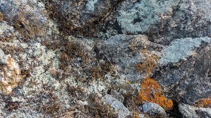 White and yellow lichens on the surface of granite rocks. Stone texture. Close-up. Full screen. In detail. Siberia