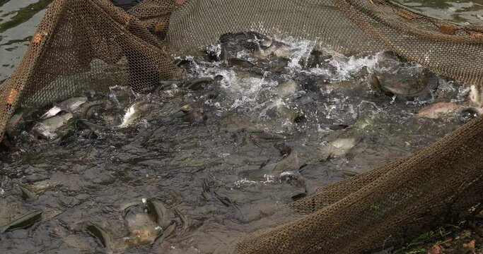 Trouts in the net. Fisherman catching trout with net