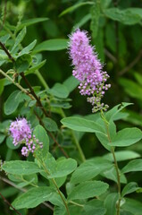 blossom of hardhack (Spiraea douglasii or Spiraea salicifolia) or steeplebush, Douglas' spirea,...