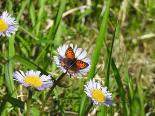 津軽西海岸行合崎アズマギクとベニシジミ