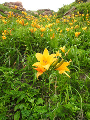 津軽西海岸行合崎に咲くニッコウキスゲ