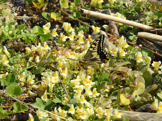 津軽西海岸・ウンランとキアゲハ