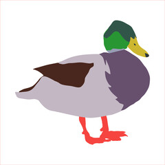 duck. bird. mallard. waterfowl. drake. wonderful. 