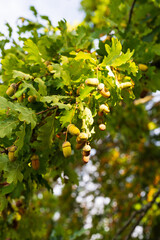 A rich harvest of acorns on a century-old oak tree © Viktor Boiko
