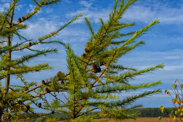 Larch branch with sky in clouds on background