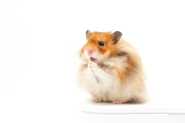 Hamster standing on its hind legs isolated on white background