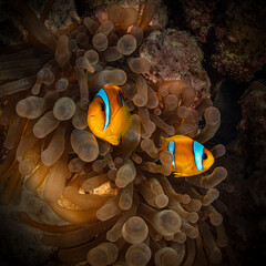 Fototapeta na wymiar Red Sea Anemone fish (Amphiprion bicinctus). Underwater world of coral reef near Makadi Bay, Egypt
