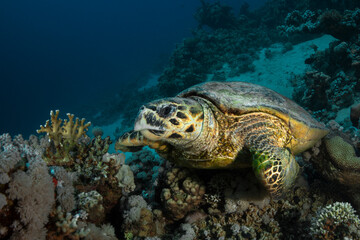 Naklejka na ściany i meble  Hawksbill sea turtle (Eretmochelys imbricata). Underwater Red Sea seascape. Coral reef near Makadi Bay, Egypt