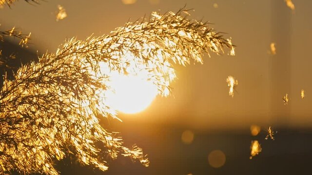 Seeds of reed grass falling with wind at sunset, dry reed grass in foreground