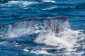 Fototapeta premium Humpback Whales off the Tweed Heads coast travelling north