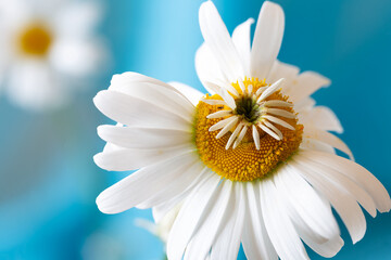 A fresh chamomile flower with an additional inflorescence in the center, mutated in a radioactive...