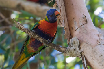 Rainbow lorikeet eating paperbark
