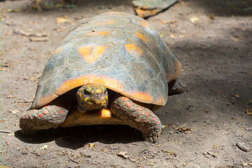 A large red-footed tortoise is walking on the ground